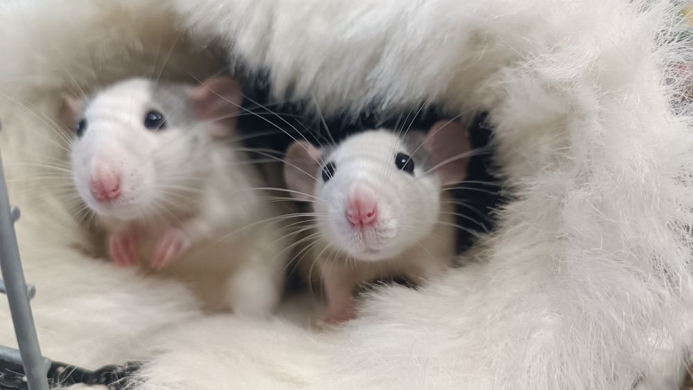 Декоративні Пацюки (щурики)