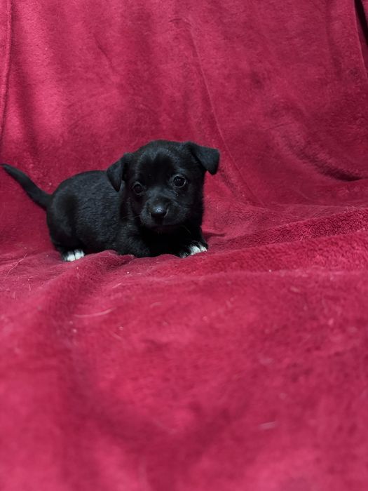 Bebés para adoção