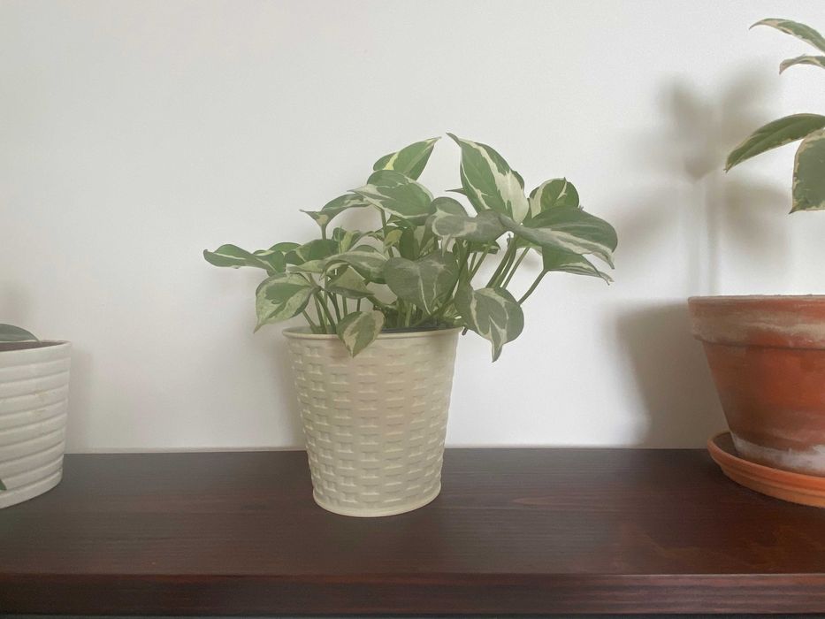 Planta Scindapsus N'joy + vaso
