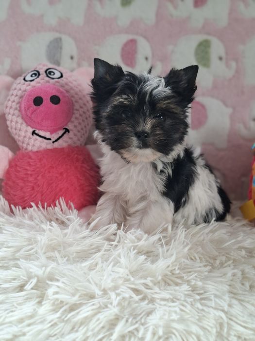 Suczka Yorkshire Terrier Biewer