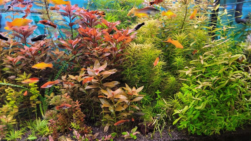 Sprzedam rośliny wysylka