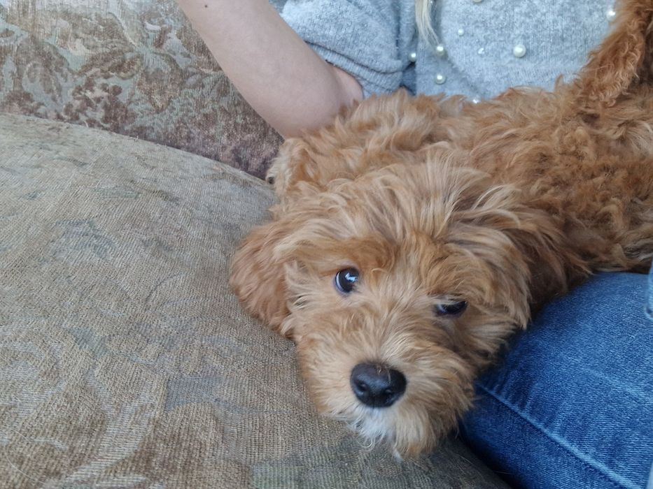 Cavapoo cudny chłopiec