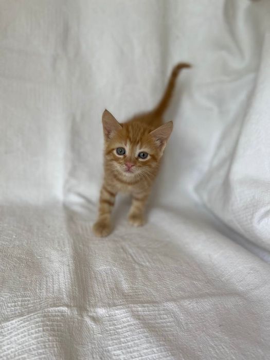 Котята котики отдам котенок мальчик