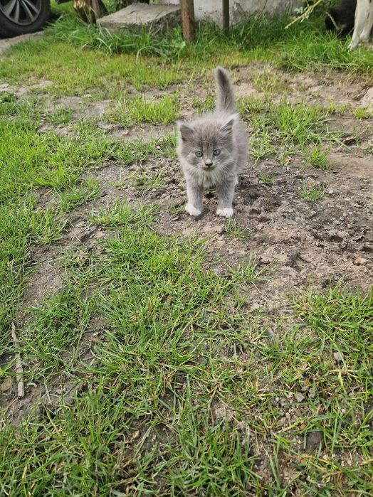 Віддам кошенят.