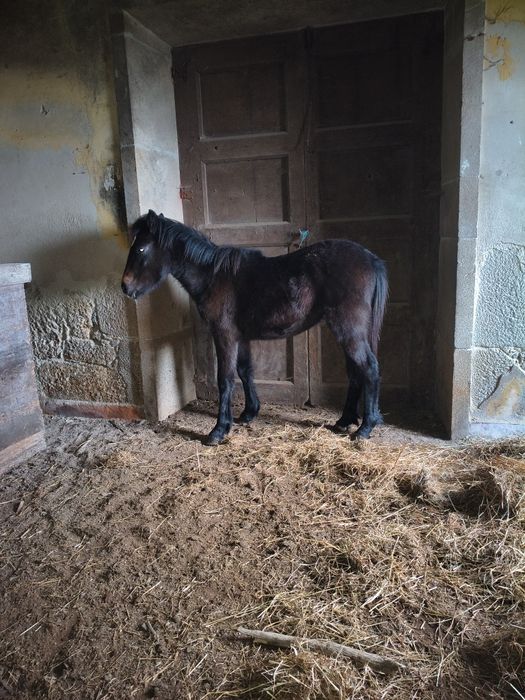 Poldro 10 meses para venda