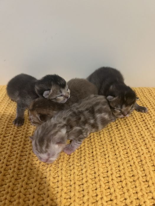 Британські котенята котики кошенята