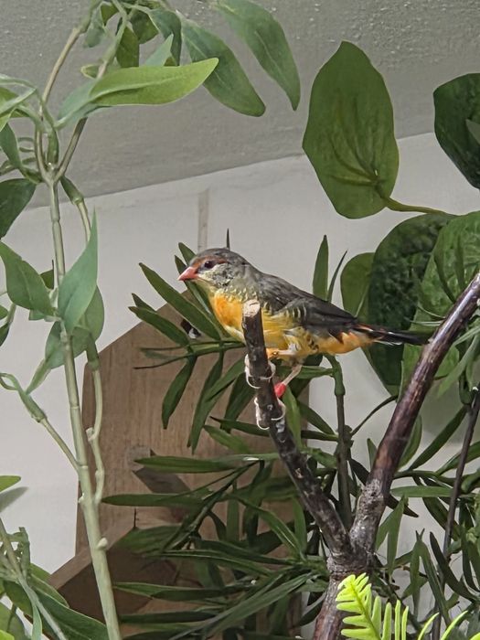 Amandavas subflavas ( Guarda Marinhos)