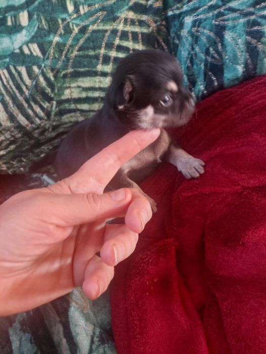 Suczka chihuahua-czarna podpalana laleczka