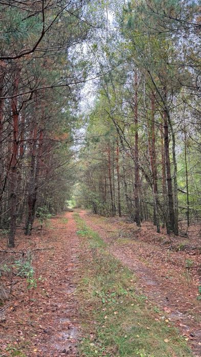 Продам земельний масив під забудову. Ліс! Макарів