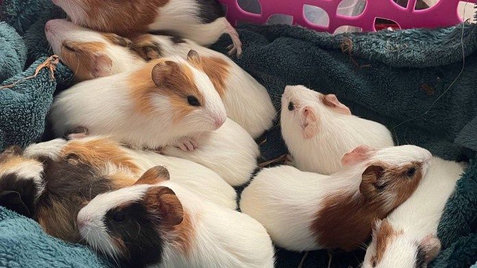 Морські свинки роздріб та гурт