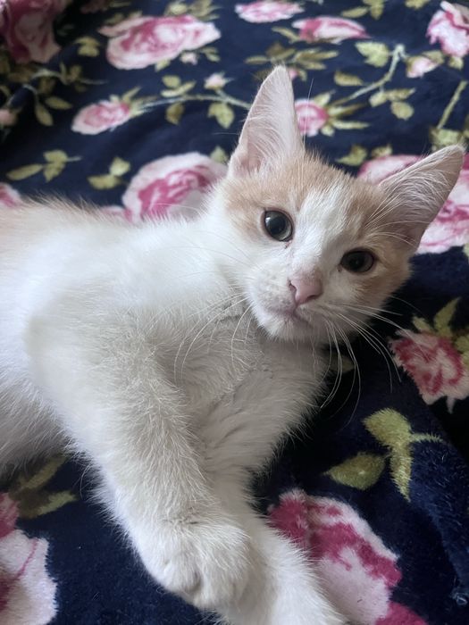 Кошеннята відам