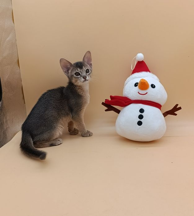 Чарівний абіссинський котик в пошуках родини з документами