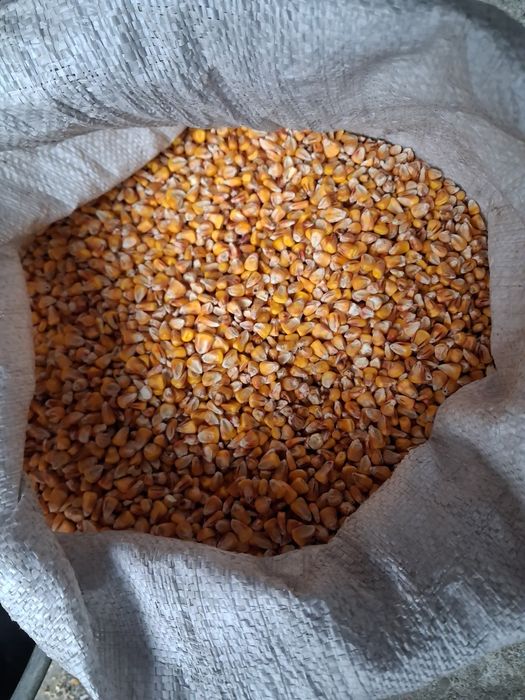 Kukurydza ze zbiorów 2025