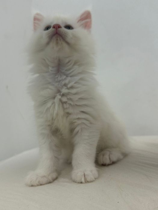 Linda gatinha branca  Maine Coon