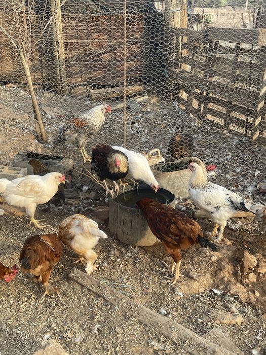 Frangos do Campo