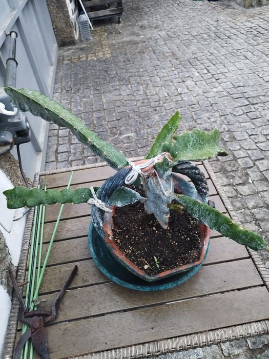 Planta pitaya polpa branca