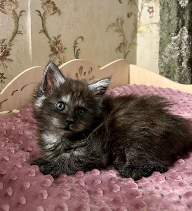 Мейн кун девочка