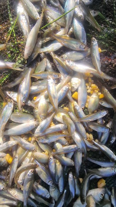 Słonecznica koluszek ryby do oczka stawu i pokarm