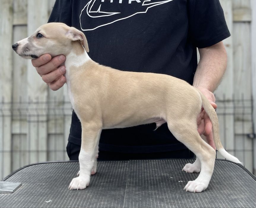 Whippet Chart angielski Revirado FCI