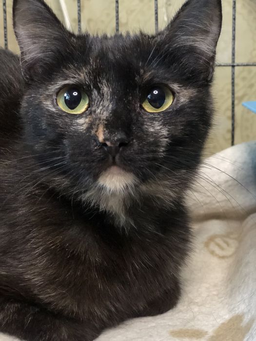 Красивая миниатюрная  кошечка 2 года