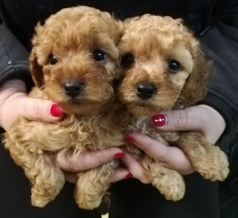 Шикарные девочки той пудель