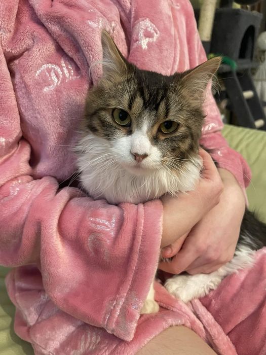 Котик, звати Міліон