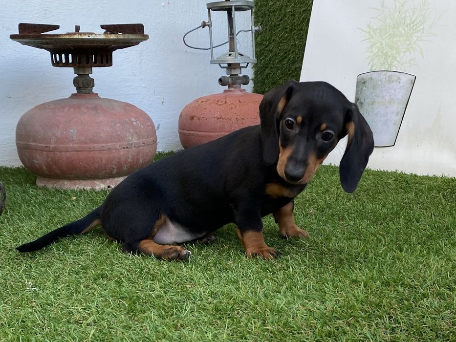 Teckel kaninchen blak an tan