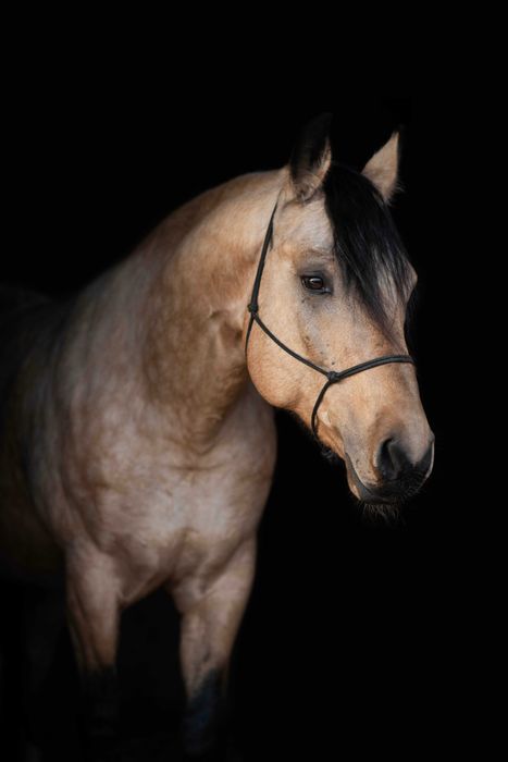 Ogier AQH / stanówka