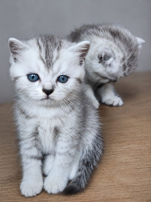Шотландскі котики.Срібна шиншила.
