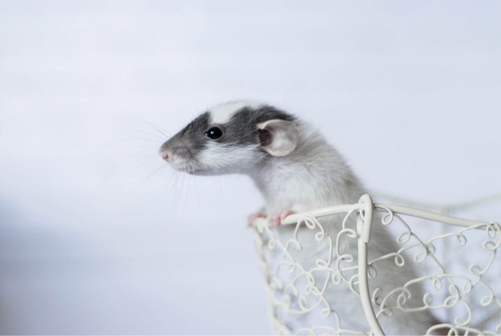 Невероятные крысята из питомника