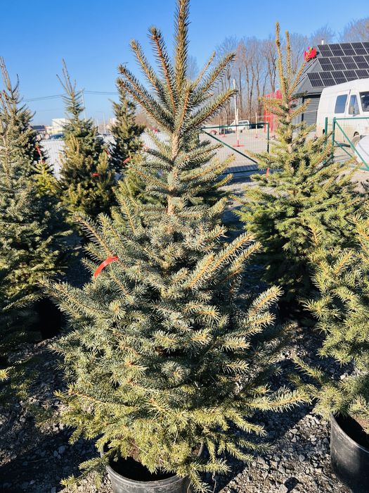 Ялинка в горщику Ялинка жива