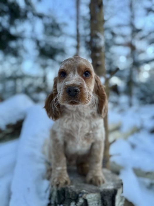 Cudowny piesek Cocker Spaniel Angielski z rodowodem i wyprawką