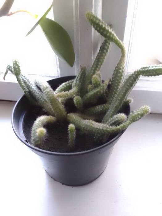 Хамецереус, вазонок.