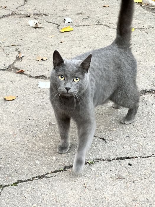 Срочно ищет дом бывшедомашний молодой котик