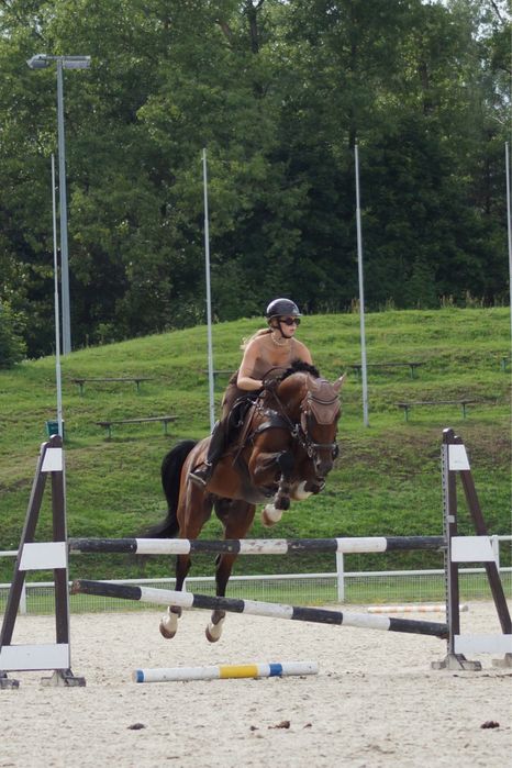 Stanówka ogierem oldenburg krycie