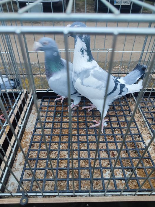 Gołębie staropolskie