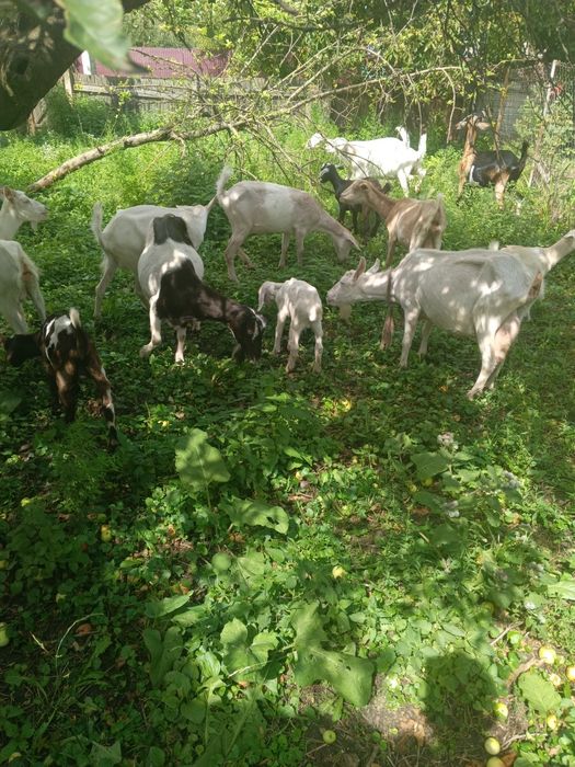 Продам стадо кіз