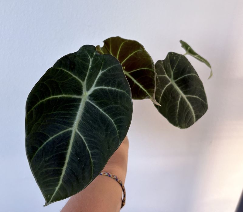 Alocasia Black Velvet