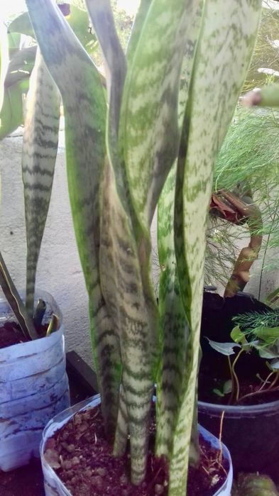 Espadas de São Jorge