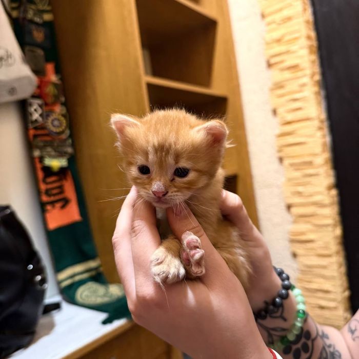Котятки ищут дом
