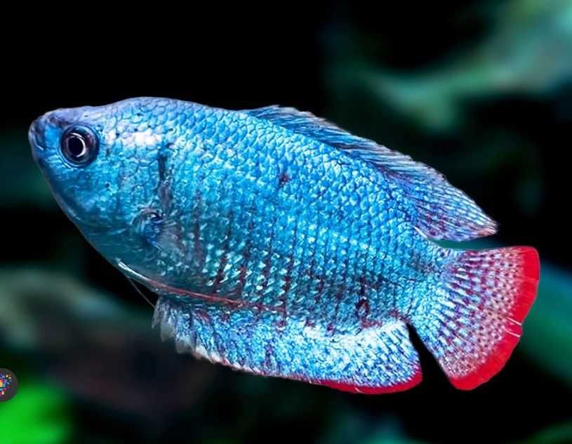 Trichogaster lalius Prętnik karłowaty niebieski cobalt