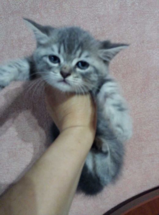 Шотландские Мраморные Голубые кошечки!!