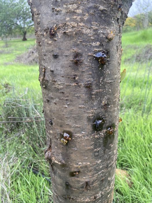 Limpeza de Terrenos e Arvores Manutenção de Jardins