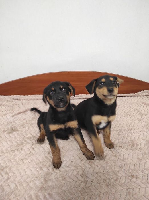 Цуценята в пошуках дому