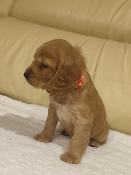 Menino Cocker fofinho