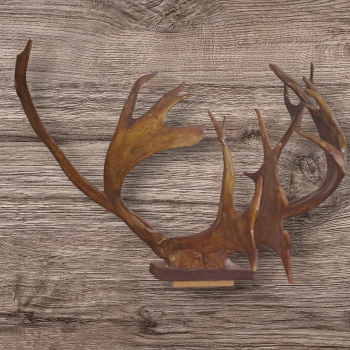Рога оленя раритетні,трофейні