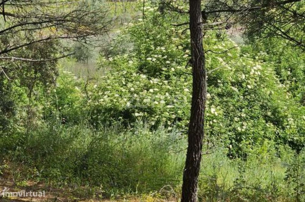 Terreno, Favaios