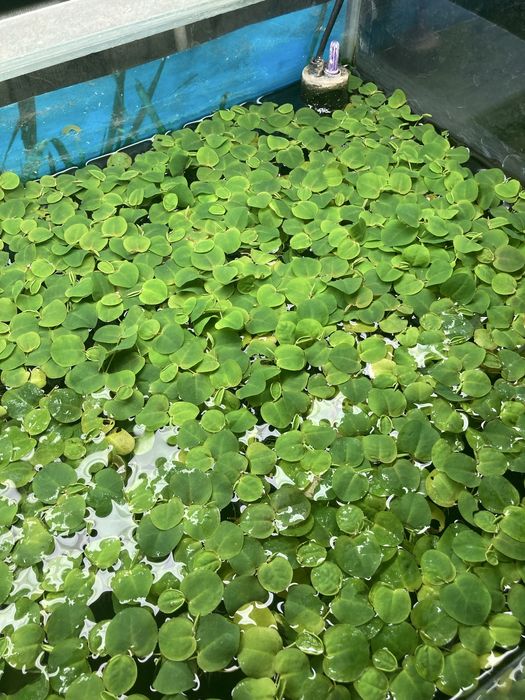 Аквариумные растения