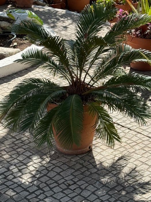 Palmeira - Planta natural Cycas revoluta