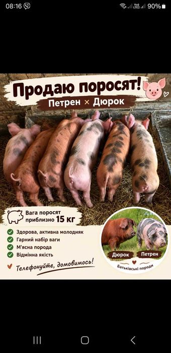 Маленькі поросята
